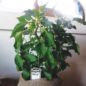 Try Growing Peppers Indoors as Decorative Houseplants Image